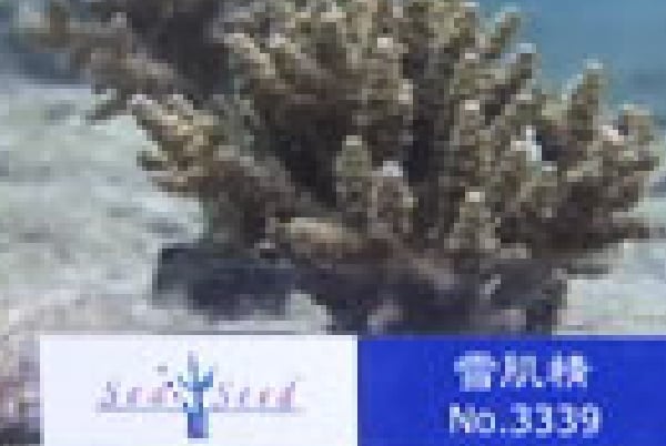 珊瑚3339株