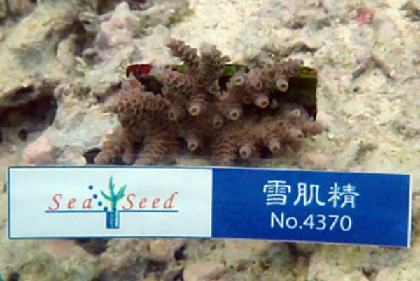 珊瑚4370株